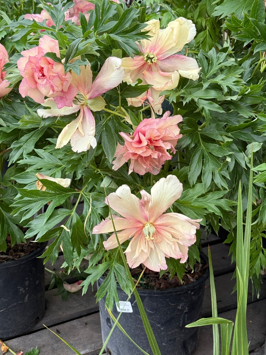 Peony Itoh 'Scrumdidleumptious' 3G