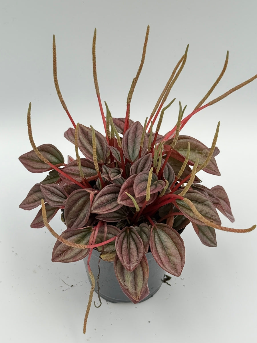 Peperomia 'Caperata Cayenne' 4''