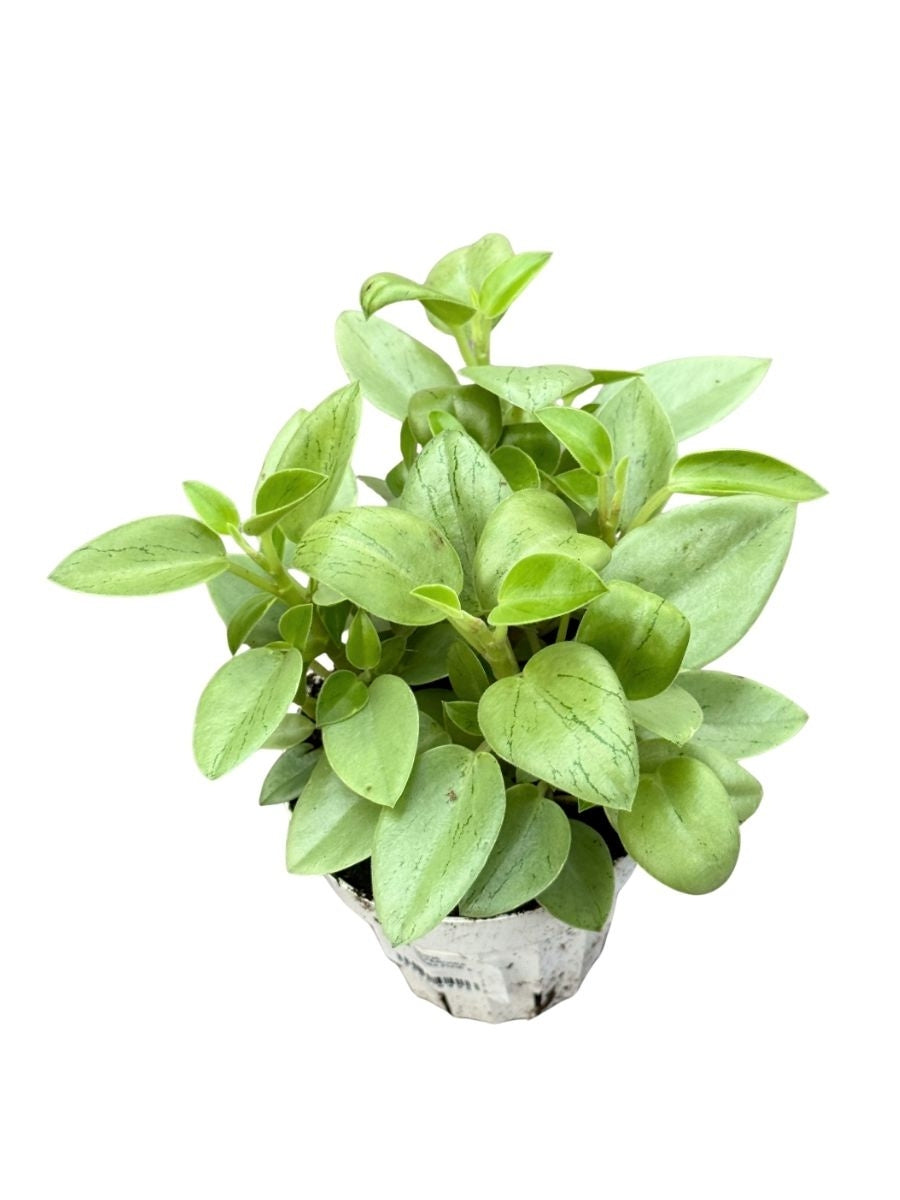 Peperomia Orba Pixie 4''