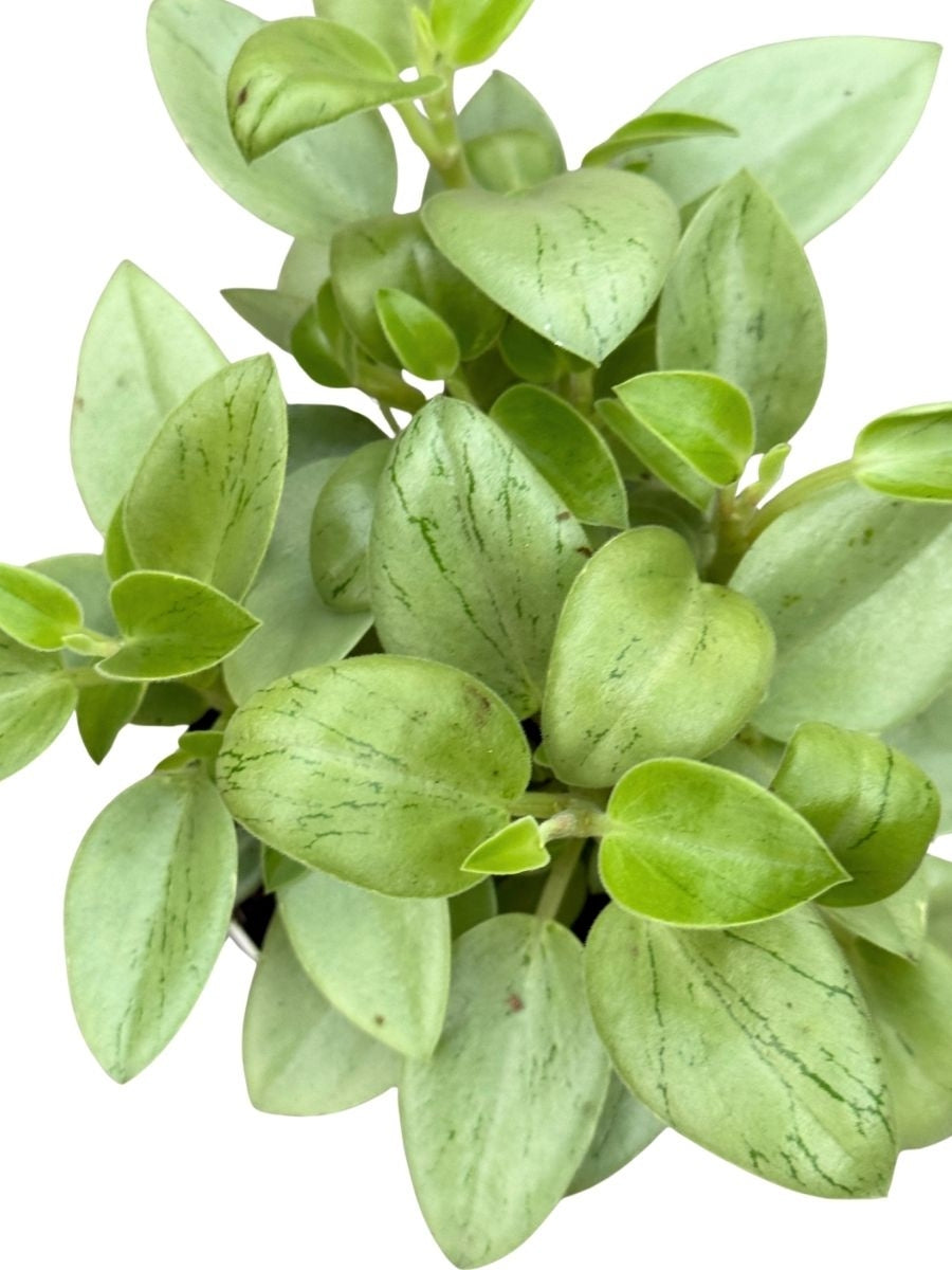 Peperomia Orba Pixie 4''
