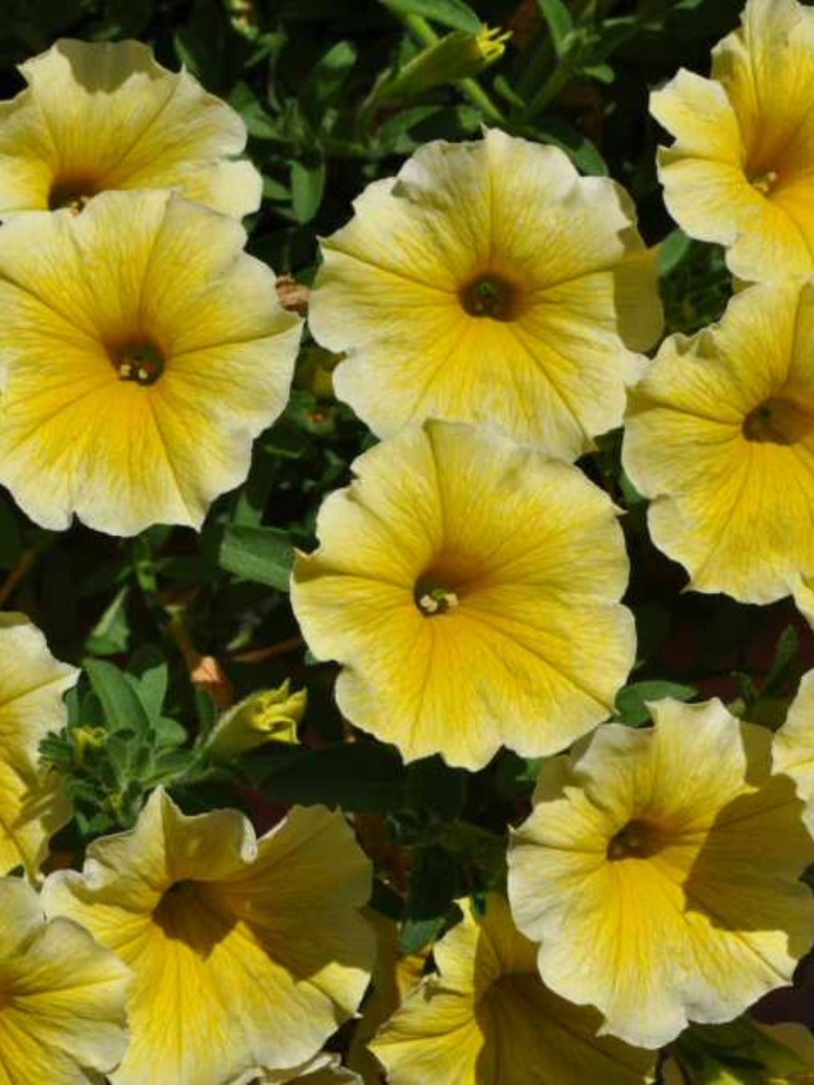 Petunia 'Bee's Knees'