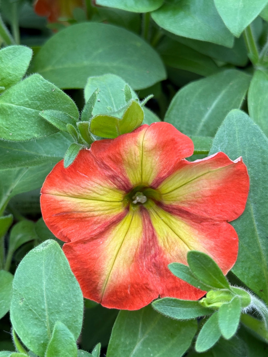 Petunia 'Crazytunia Frisky Orange' 4''