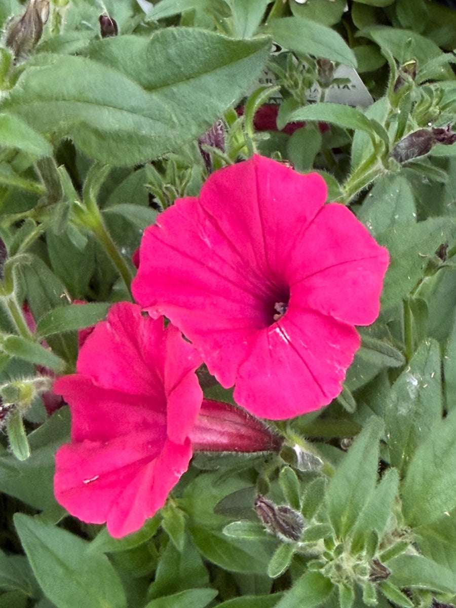Proven Winners Petunia Supertunia® Vista Fuchsia 4.5"