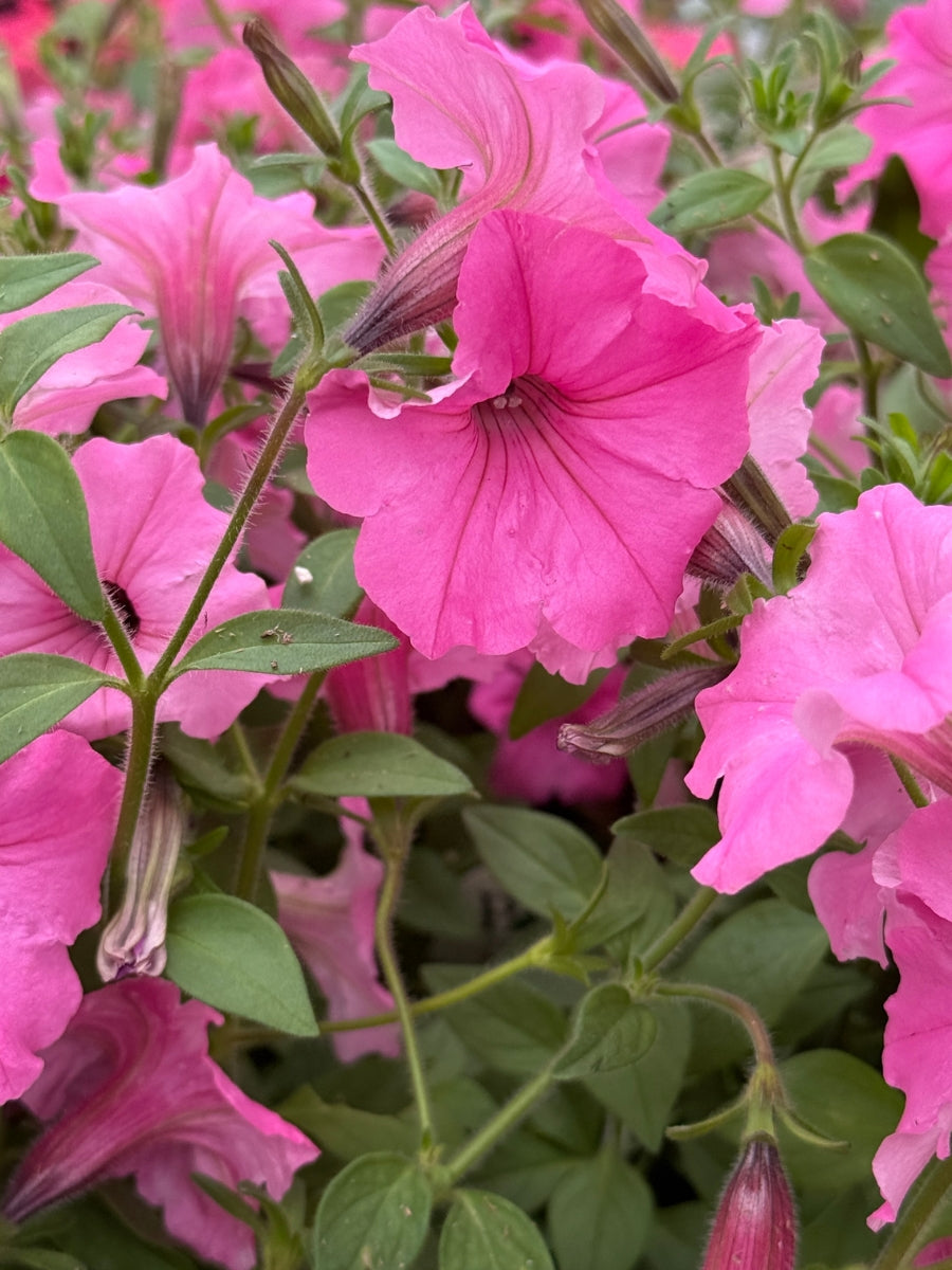 Petunia Supertunia® Vista Bubblegum 4.5"