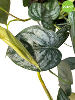 Philodendron 'Brandtianum'6"
