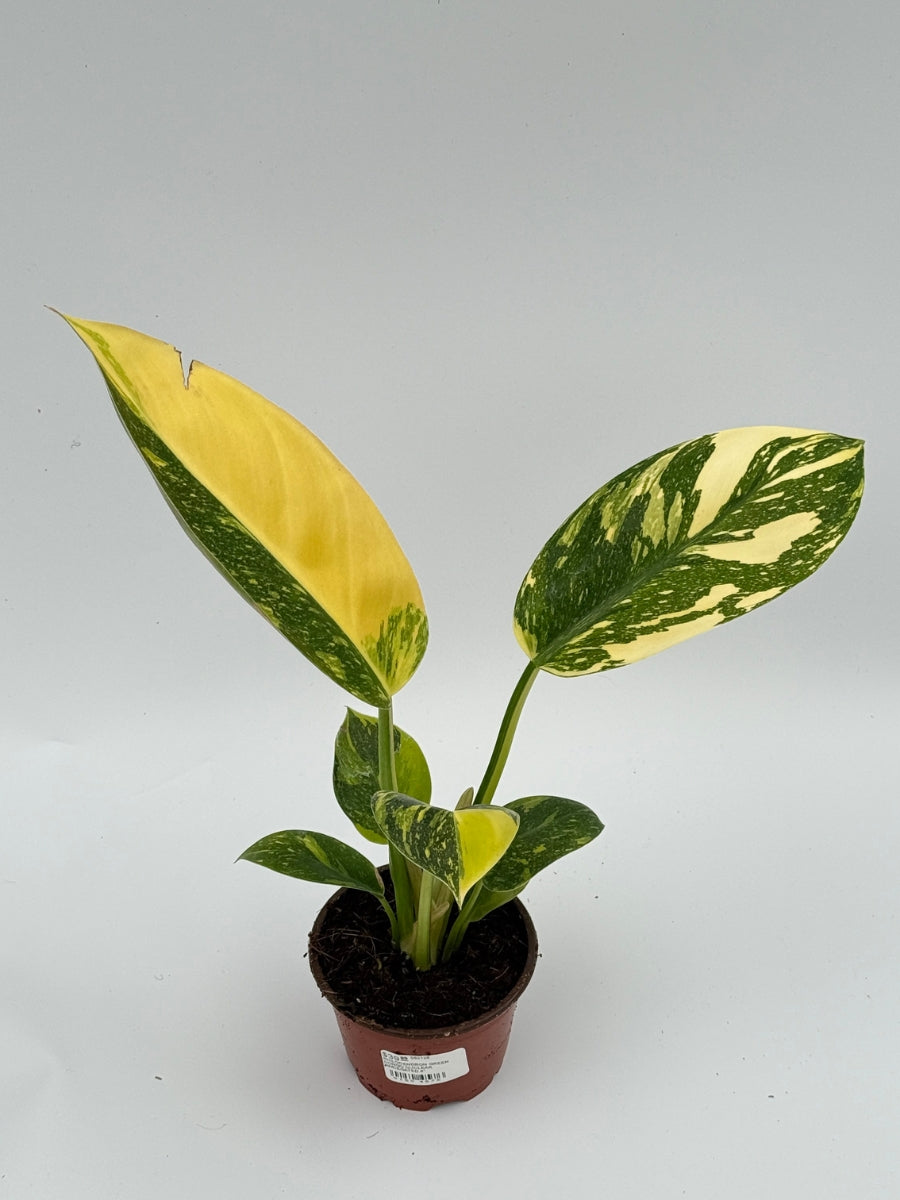 Philodendron 'Green Congo Nuclear Variegated' 4''