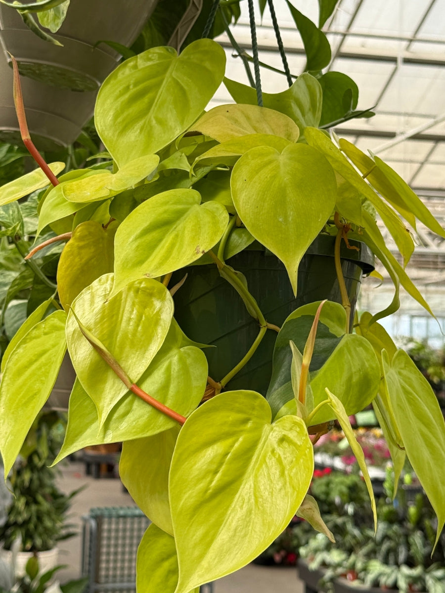 Hanging Basket | Philodendron 'Cordatum Lemon Lime' 8''