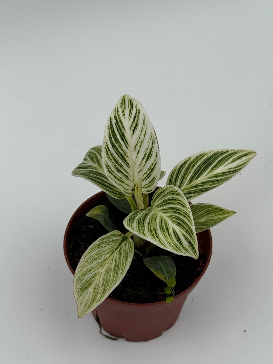 Philodendron 'Evian' 4''