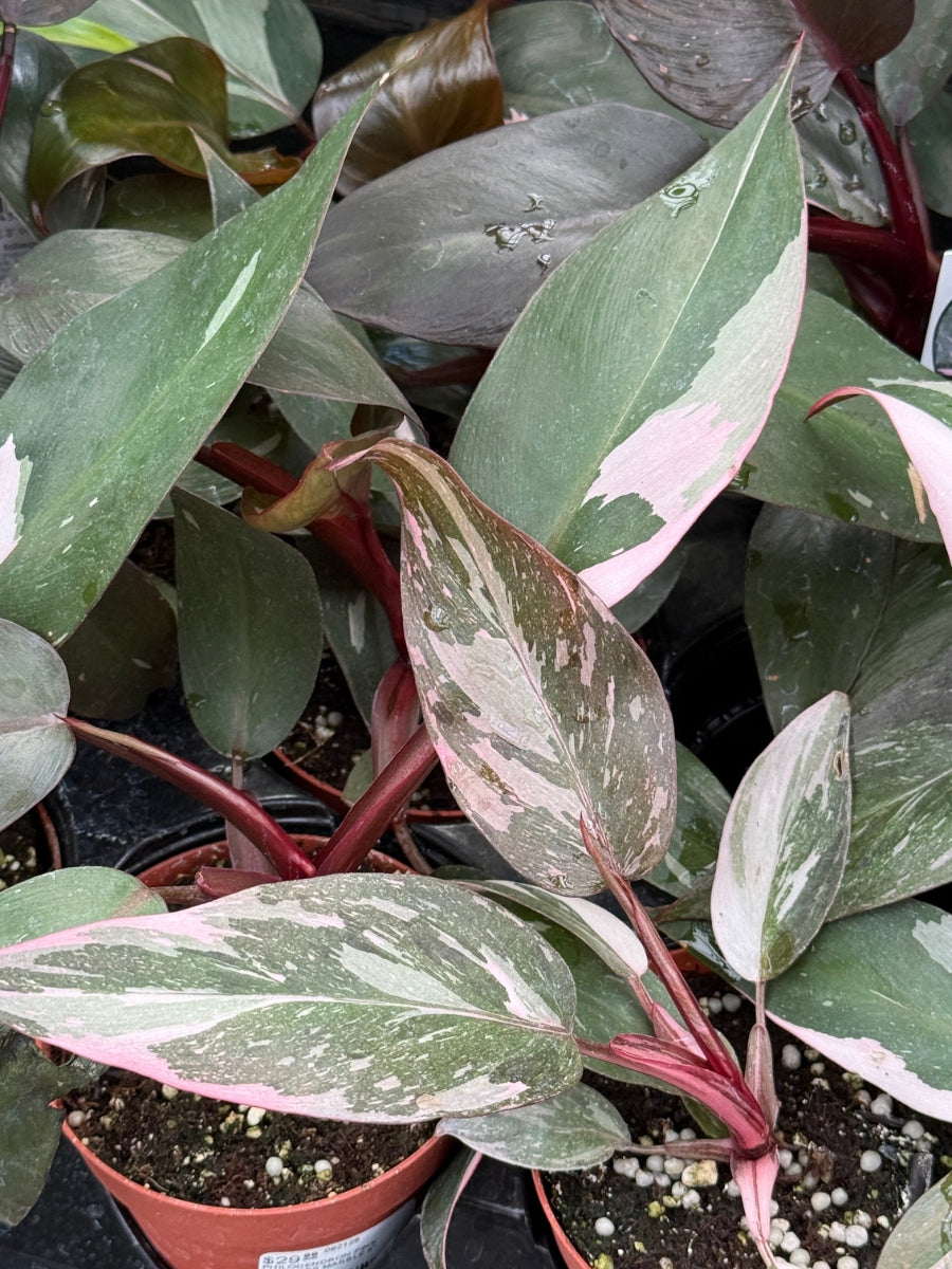 Philodendron 'Pink Princess Marble' 4''