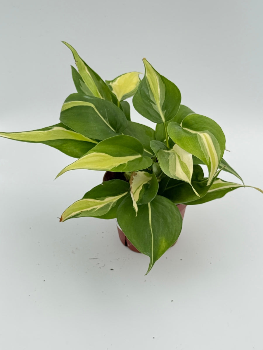 Philodendron 'Silver Stripe' 4''