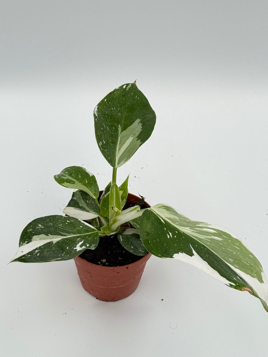 Philodendron 'White Knight' 4''