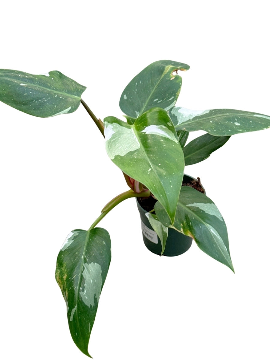 Philodendron White Princess 4''