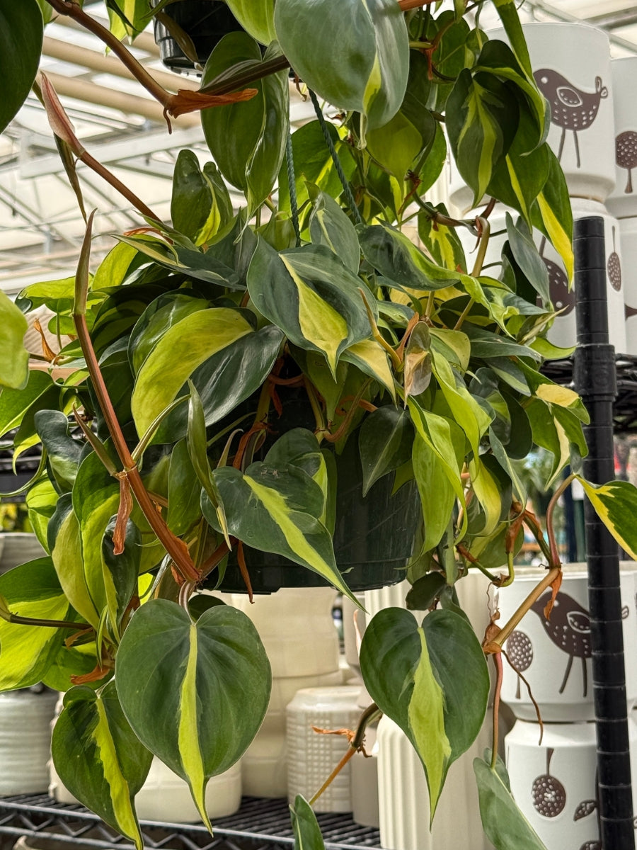 Hanging Basket | Philodendron Cordatum ‘Brasil’ 8"