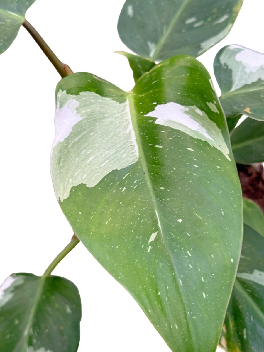 Philodendron White Princess 4''