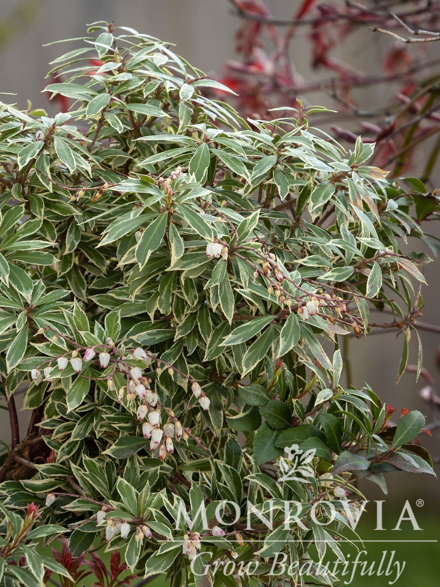 Pieris 'Little Heath'