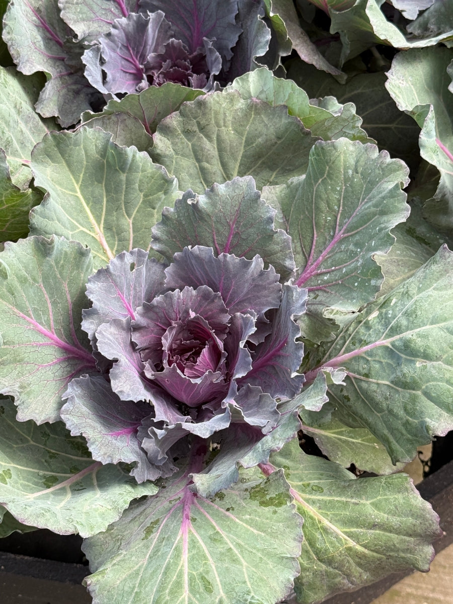 Cabbage Kale 'Pigeon Purple' 1G