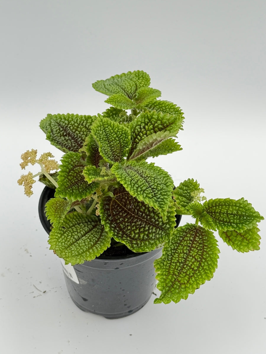 Pilea Moon Valley 4''