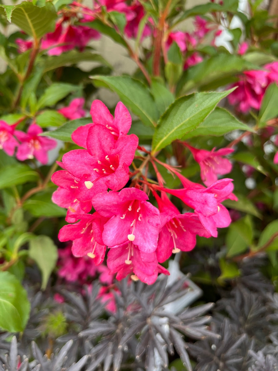 Weigela 'Sonic Bloom Pink' 2G