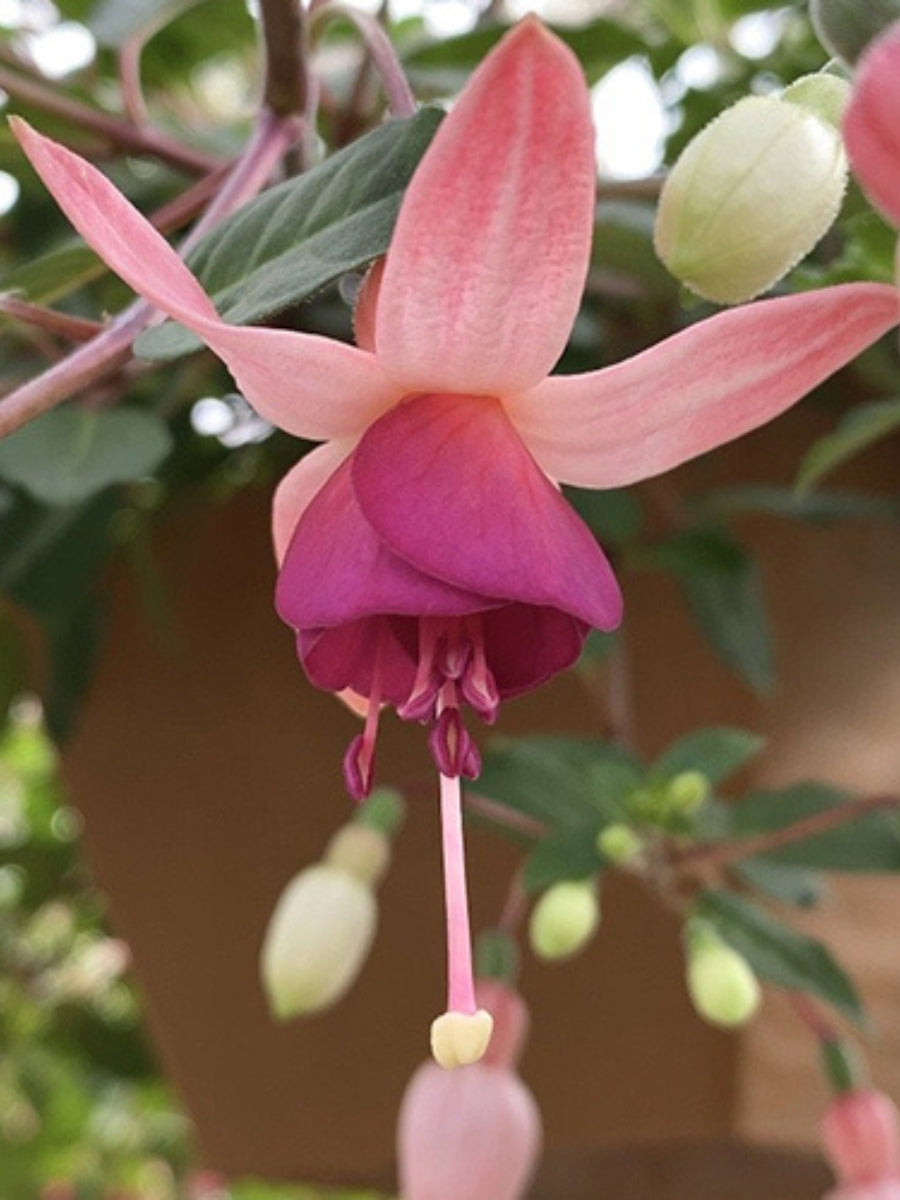 Fuchsia Basket | Pink Campanella