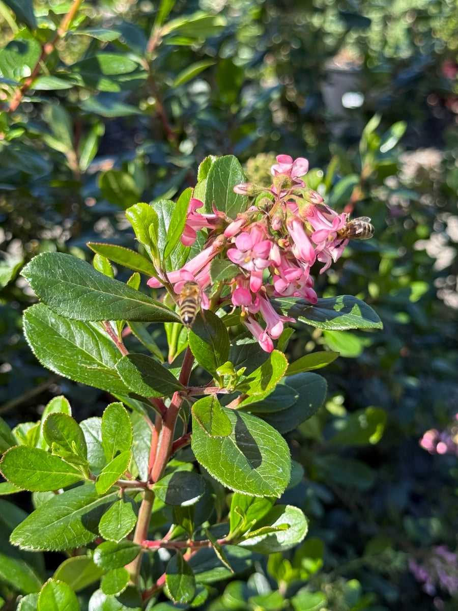 Escallonia Fradesii Pink Princess 5G