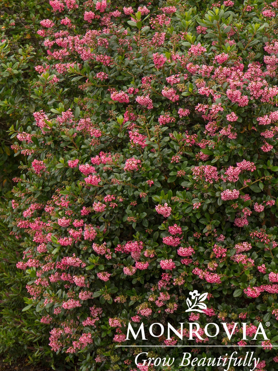 Escallonia Fradesii Pink Princess 5G