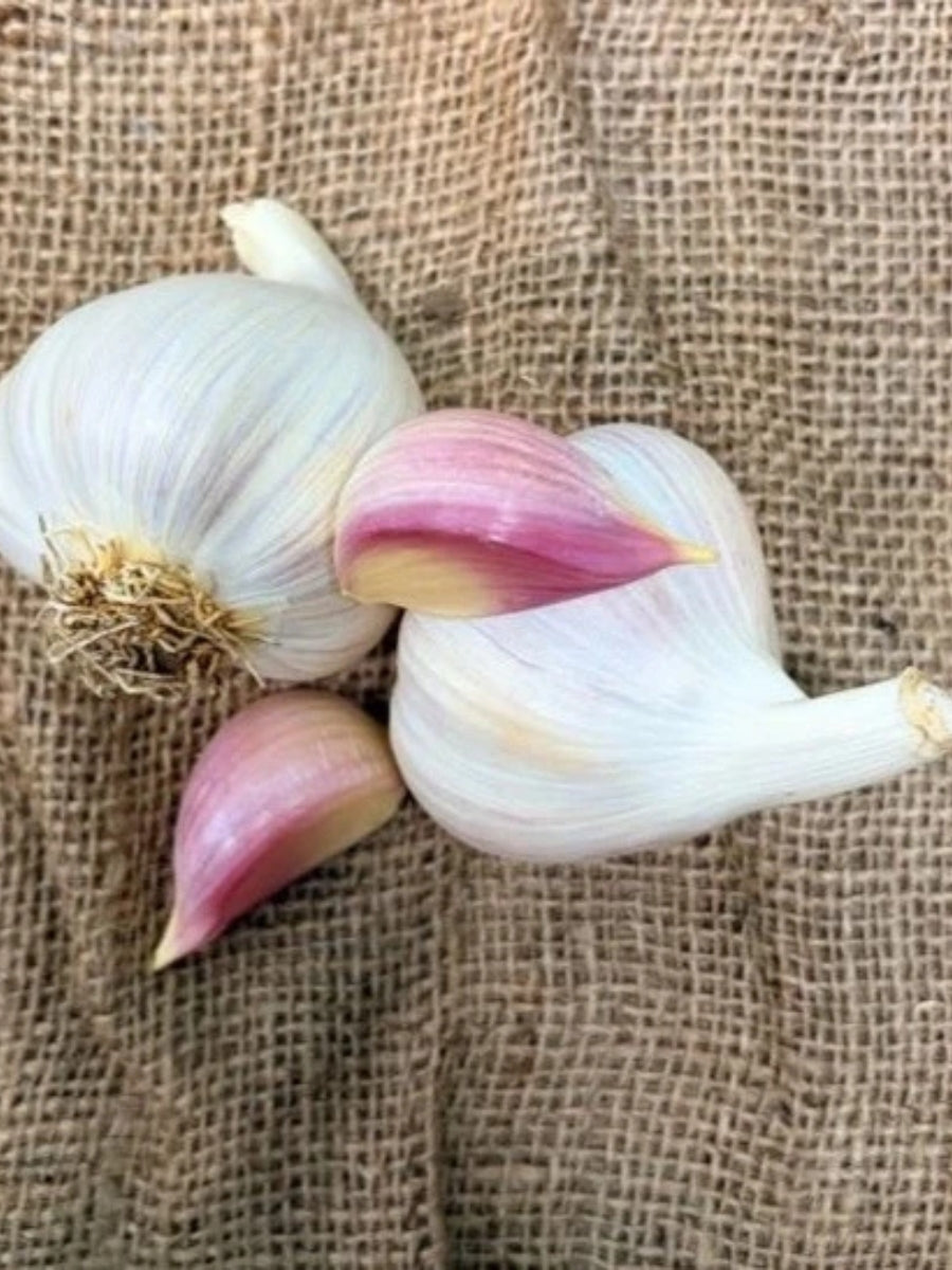Garlic Bulb - Polish Hardneck