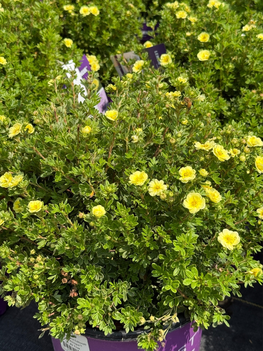 Watson's Greenhouse 