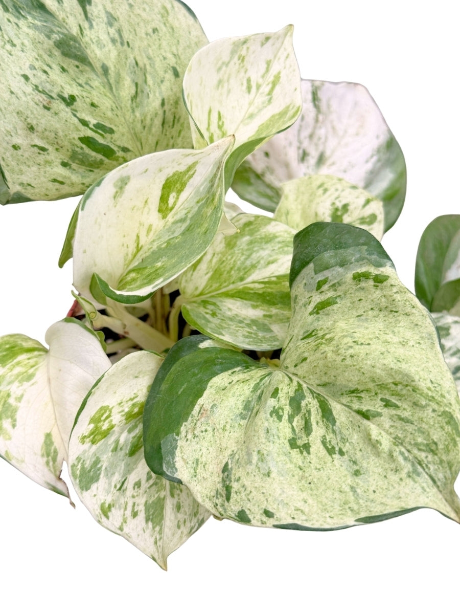 Epipremnum Pothos Manjula 4''