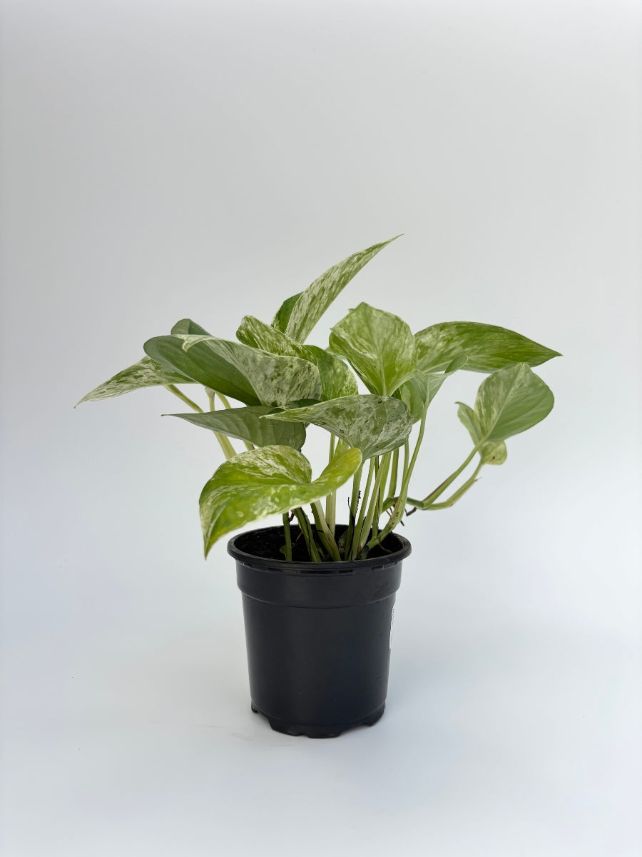 Watson's Greenhouse Pothos
