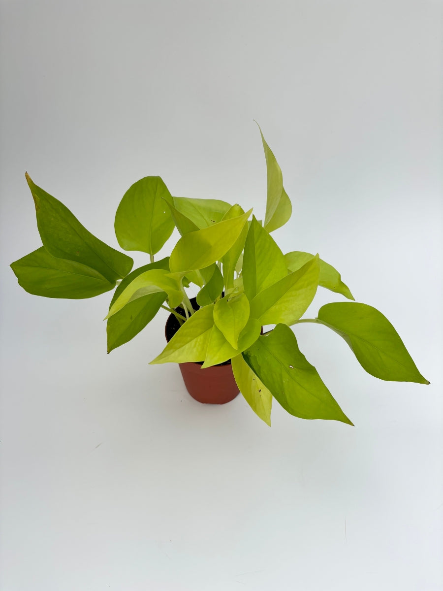 neon pothos home depot Pothos 'Neon' Live Plant, 4" Pot