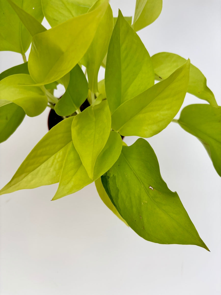 neon pothos for sale Pothos 'Neon' Live Plant, 4" Pot