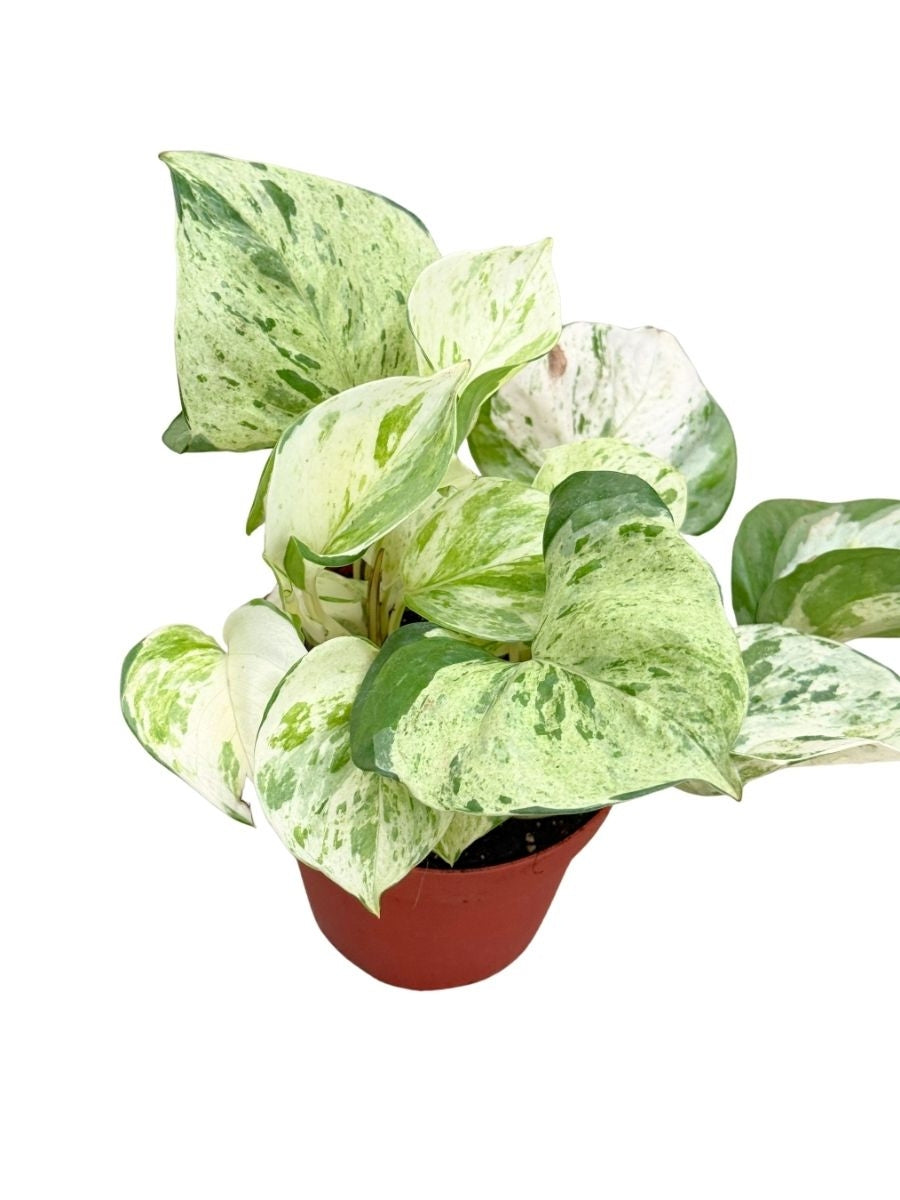 Epipremnum Pothos Manjula 4''