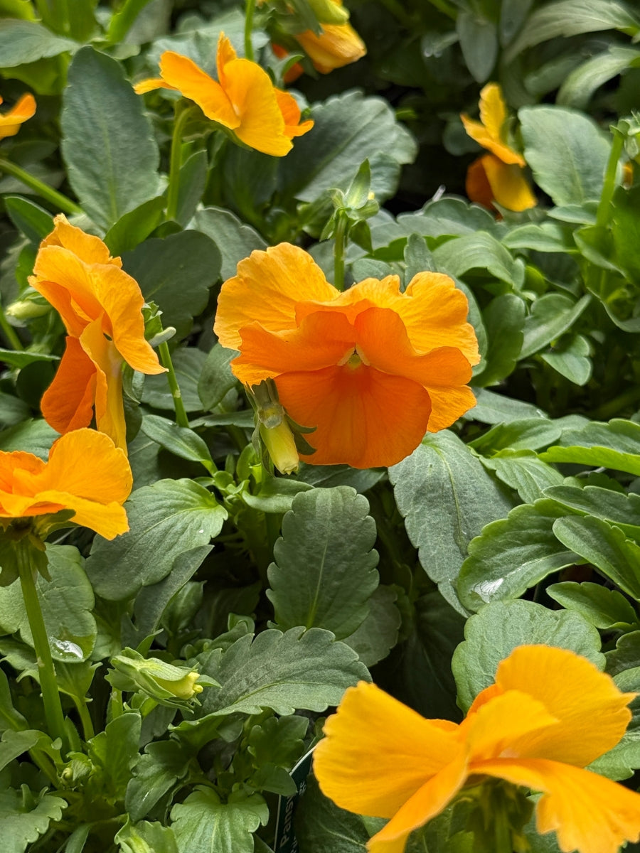 Pansies