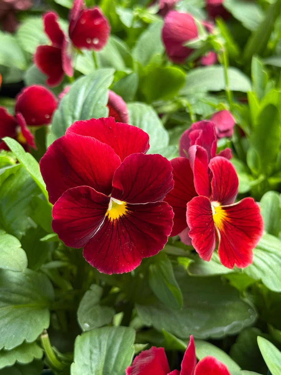 Pansies