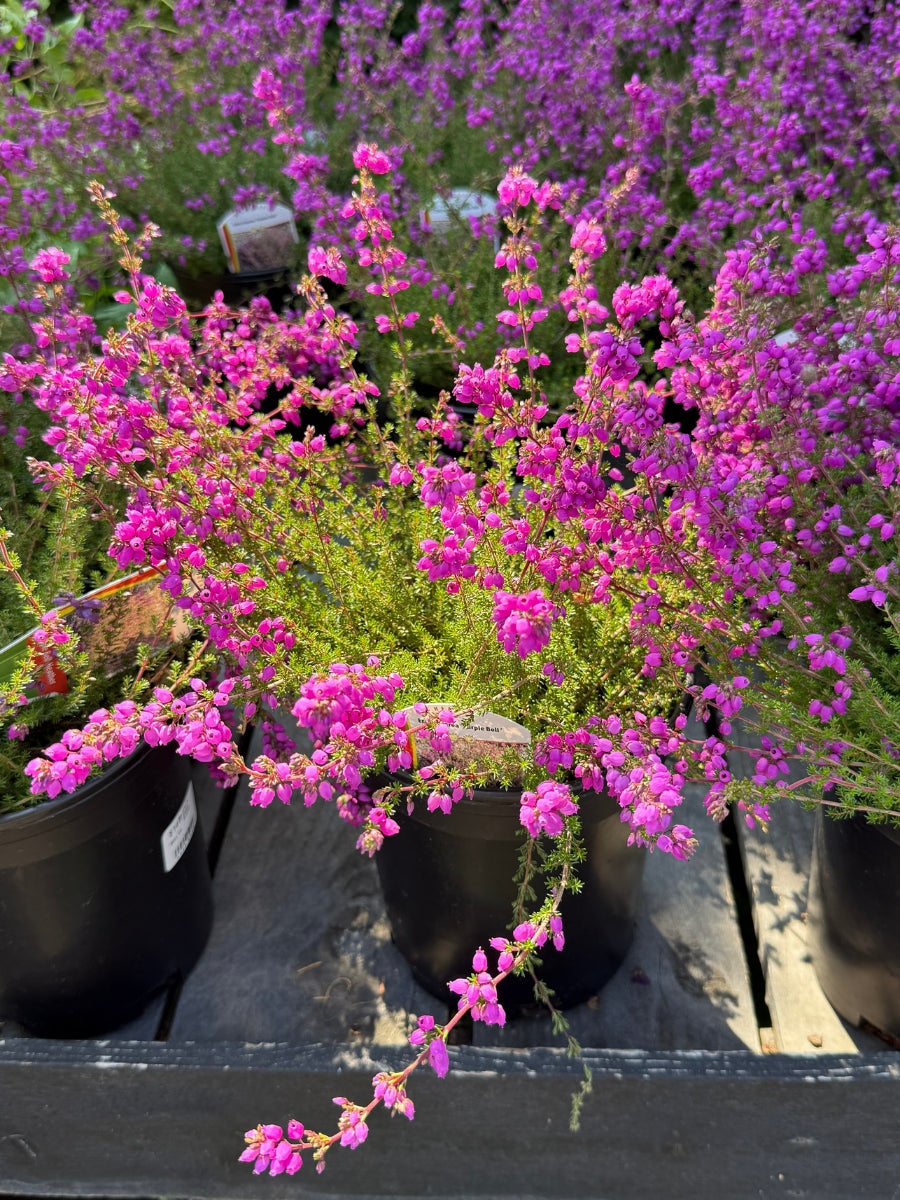 Heather Erica ‘Purple Bell’ 1G