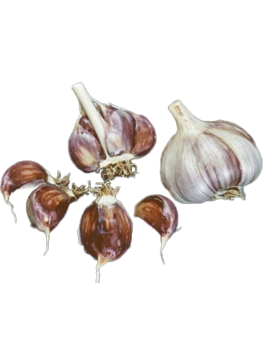 Garlic Hardneck 'Purple Glazer' - Edible Bulb Pack