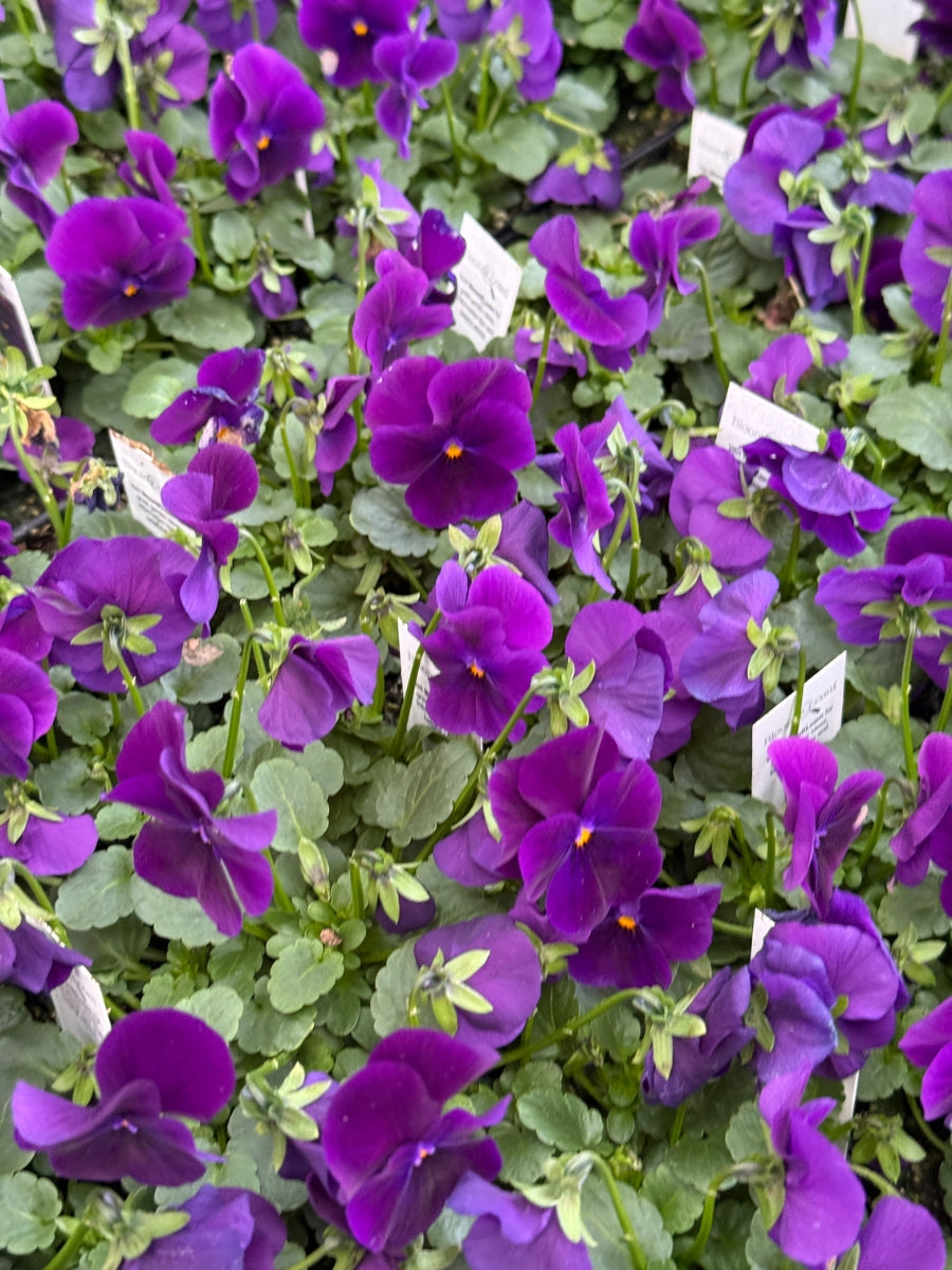 Violas