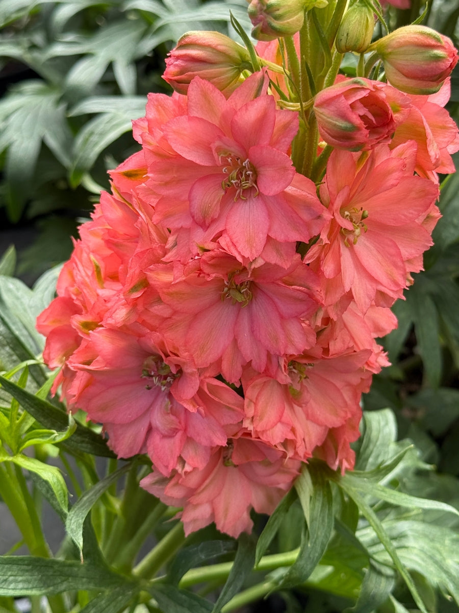 Delphinium 'Red Lark' 2G