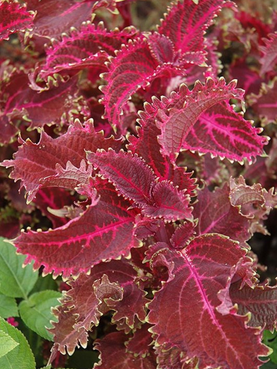 Coleus 'Red Ruffles' – Watson's Greenhouse