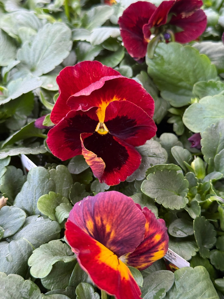 Pansies