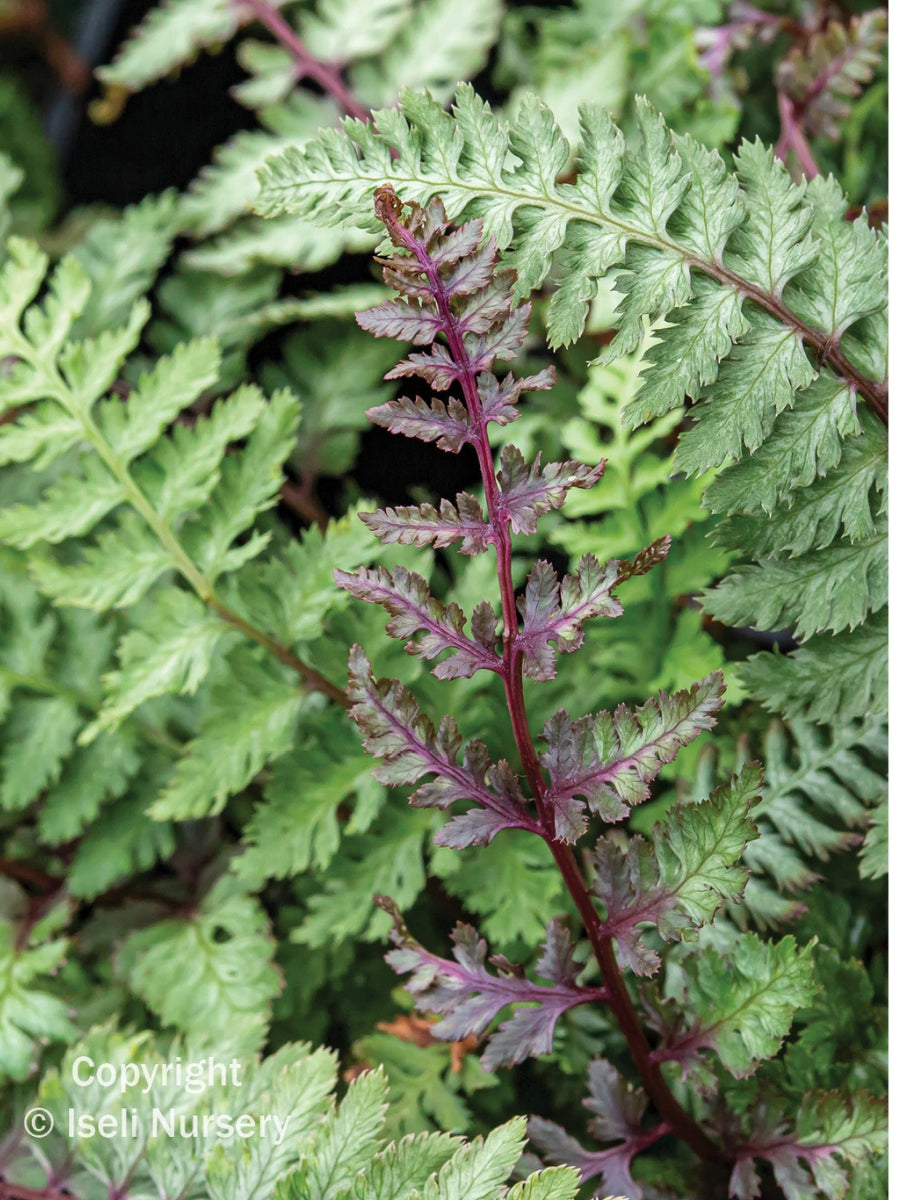 Athyrium niponicum 'Regal Red' Japanese Painted Fern Qt.