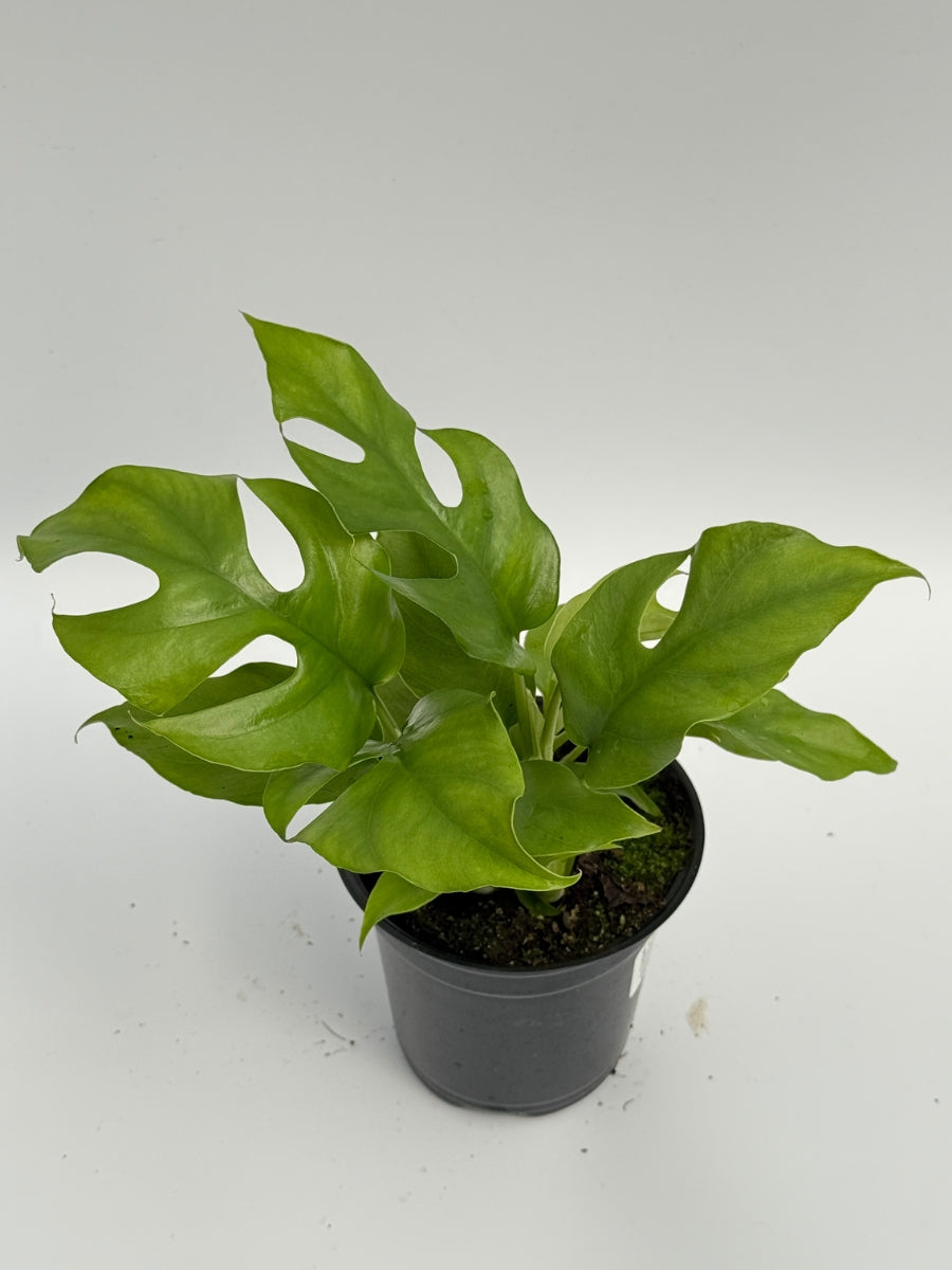 Rhaphidophora Tetrasperma Minima 4''