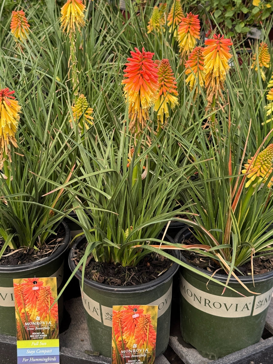 Red Hot Poker Kniphofia 'Rocket Jr' 1G