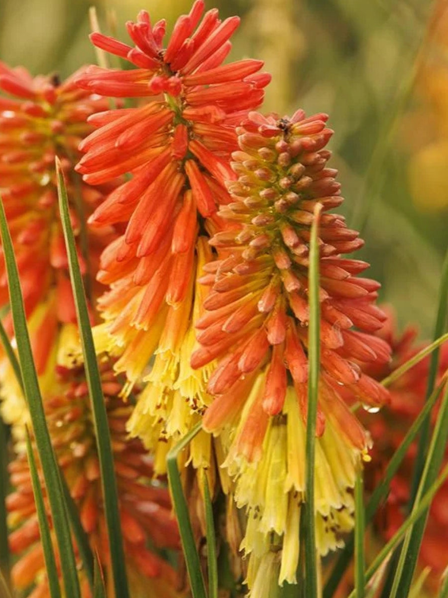 Red Hot Poker Kniphofia 'Rocket Jr' 1G
