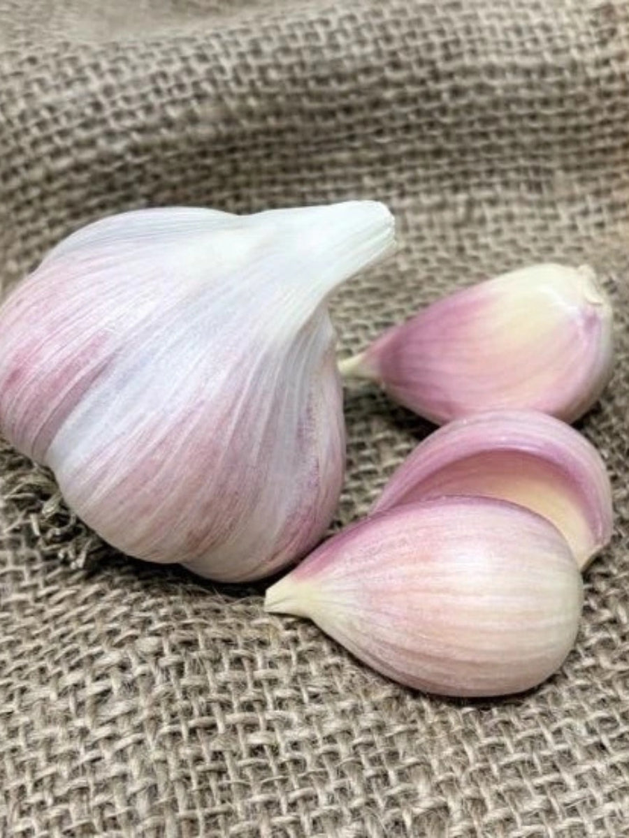 Garlic Hardneck 'Romanian Red' - Edible Bulb