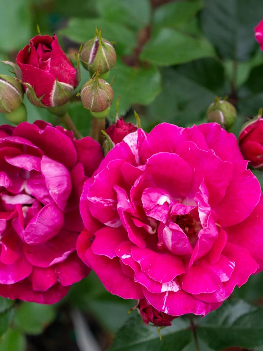 Miniature Rose | Sunblaze Candy – Watson's Greenhouse
