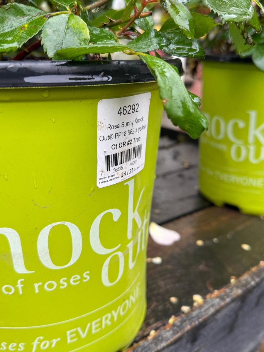 Shrub Rose | Knockout Sunny 2G