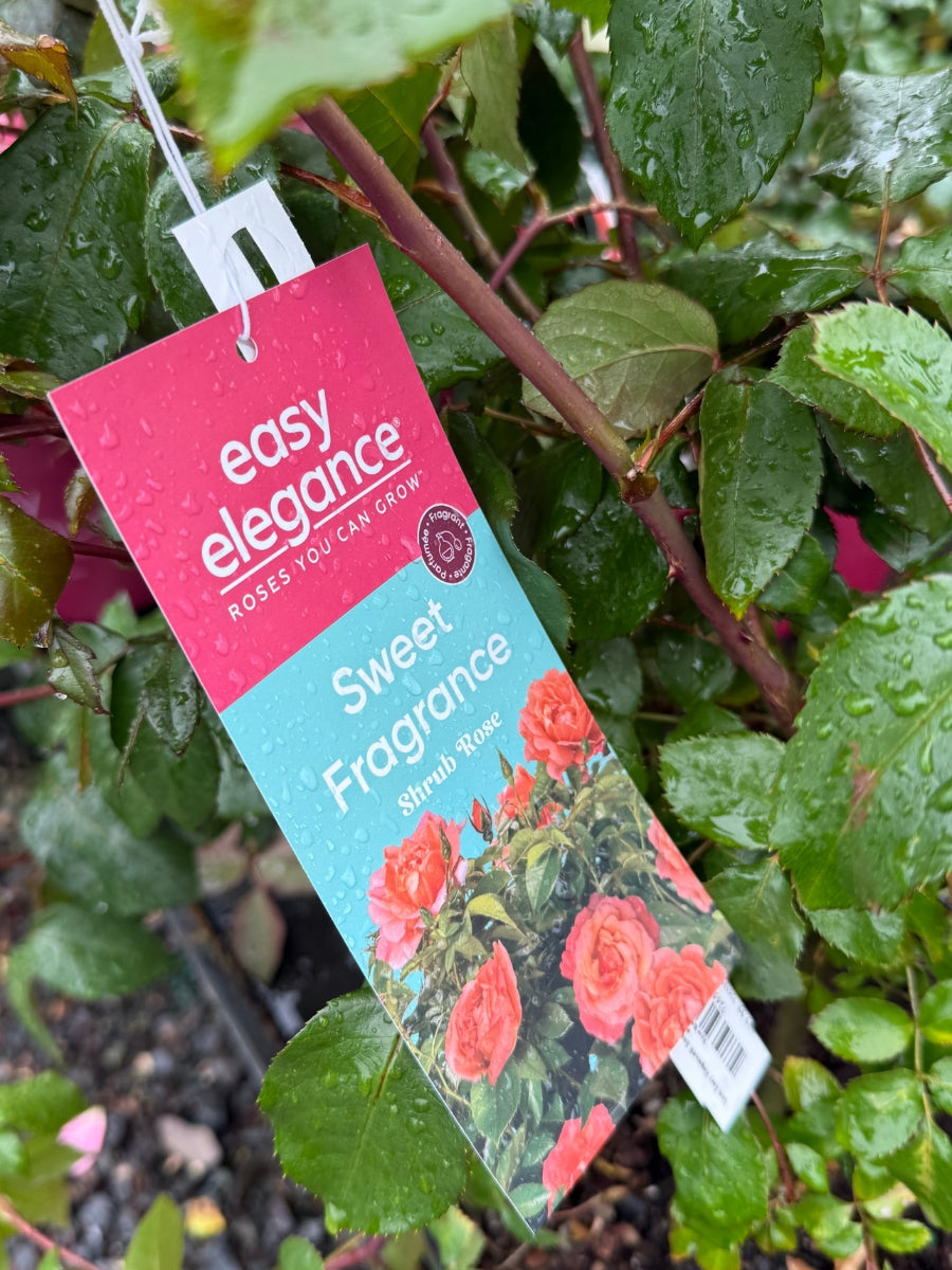 Shrub | Sweet Fragrance