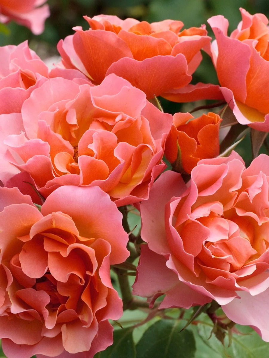 Roses – Watson's Greenhouse