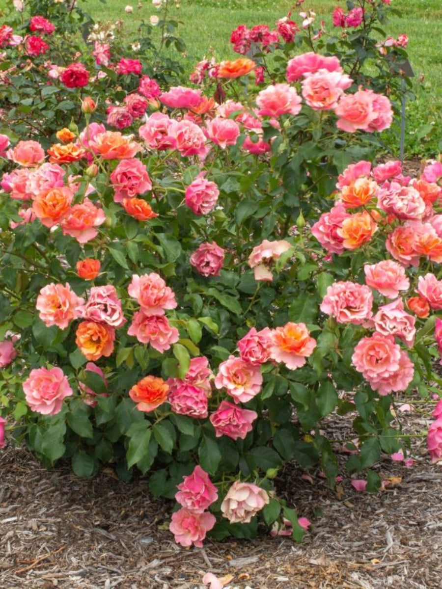 Roses – Watson's Greenhouse